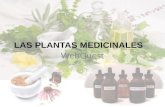 LAS PLANTAS MEDICINALES WebQuest. INTRODUCCIÓN TAREA Recogeréis información de las plantas medicinales de uso más frecuente y las expondréis al resto.