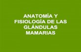 Glandula Mamaria Varias Especies