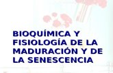BIOQUÍMICA Y FISIOLOGÍA DE LA MADURACIÓN Y DE LA SENESCENCIA.