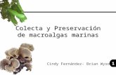 1 Colecta y Preservación de macroalgas marinas Cindy Fernández- Brian Wysor.