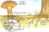 Etimológicamente, la palabra se ha formado del término griego “mykos” (hongo) y del vocablo latino “Rhiza” (raíz).  Se aplicó por primera vez a las.