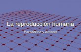 La reproducción humana Por Marina y Antonio. 1. Aparatos reproductores masculino y femenino 2. Ciclo menstrual y su relación con la fecundidad 3. Fecundación,