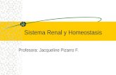 Sistema Renal y Homeostasis Profesora: Jacqueline Pizarro F.