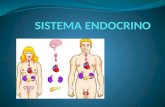 El sistema endocrino u hormonal es un conjunto de órganos y tejidos que liberan sustancias llamadas hormonal las cuales se encargan de comunicar, controlar.