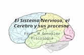 El Sistema Nervioso, el Cerebro y sus procesos Prof. M.González Psicología.