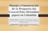 Manejo y Conservación de la Pesquería del Caracol Pala (Strombus gigas) en Colombia 1 Trisha Forbes 1 Secretaría de Agricultura y Pesca del Departamento.