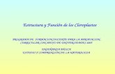Estructura y Función de los Cloroplastos PROGRAMA DE FORMACION DOCENTE PARA LA APROPIACION CURRICULAR CON APOYO DE UNIVERSIDADES 2005 ENSEÑANZA BÁSICA.