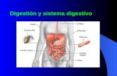 Digestión y sistema digestivo. Importancia de la digestión A través de la digestión los nutrientes presentes en los alimentos deben ser simplificados.