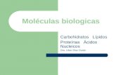 Moléculas biologicas Carbohidratos Lípidos Proteínas Ácidos Nucleicos Dra. Lilian Díaz Durán.