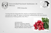Universidad Nacional Autónoma de México FES Iztacala “evaluación de degradación celular en Raphanus sativus L. causada por riego de aguas residuales industriales.