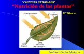 Profesor: Carlos Iglesias A. “CIENCIAS NATURALES” “Nutrición de las plantas” 6° Básico.