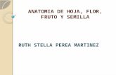 ANATOMIA DE HOJA, FLOR, FRUTO Y SEMILLA RUTH STELLA PEREA MARTINEZ.