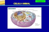 Chapter 4 1 CELULA ANIMAL. Chapter 4 2 La membrana plasmática Separa al citoplasma del medio externo. Regula el movimiento molecular hacia y fuera de.