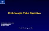 Embriología Tubo Digestivo Dr. Ricardo Molina Urra Anatomopatólogo BCM IV; USS Puerto Montt, Agosto 2010.