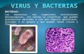 BACTERIAS: Las bacterias son organismos unicelulares microscópicos, sin núcleo ni clorofila, que pueden presentarse desnudas o con una cápsula gelatinosa,