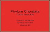 Phylum Chordata Clase Amphibia Primeros tetrpodos Anfibios modernos Cap­tulo 25