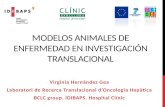 MODELOS ANIMALES DE ENFERMEDAD EN INVESTIGACIÓN TRANSLACIONAL Virginia Hernández Gea Laboratori de Recerca Translacional d’Oncologia Hepàtica BCLC group.