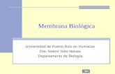 Membrana Biológica Universidad de Puerto Rico en Humacao Dra. Noemí Soto Nieves Departamento de Biología.