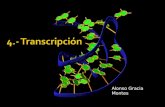 Alonso Gracia Montes. Introducción Fases de la transcripción Procesos postrascripcionales Transcripción Inversa.