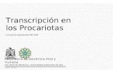 CA García Sepúlveda MD PhD Transcripción en los Procariotas Laboratorio de Genómica Viral y Humana Facultad de Medicina, Universidad Autónoma de San Luis.