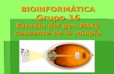 BIOINFORMÁTICA Grupo 16 Estudio del gen PAX6 causante de la miopía.