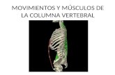 MOVIMIENTOS Y MÚSCULOS DE LA COLUMNA VERTEBRAL. MÚSCULOS ANTERIORES DE LA REGIÓN TORÁXICA Y LUMBAR Músculos abdominales: Los músculos de la pared abdominal.