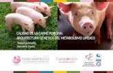 CALIDAD DE LA CARNE PORCINA: ARQUITECTURA GENETICA DEL METABOLISMO LIPÍDICO Raquel Quintanilla Barcelona (Spain)