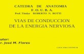 VIAS DE CONDUCCION DE LA ENERGIA NERVIOSA CLICK PARA CONTINUAR Autor: Dr. José M. Flores CATEDRA DE ANATOMIA F. O. U. B. A. Prof. Titular ROBERTO N. BOTTI.