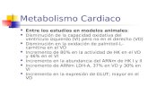 Metabolismo Cardiaco Entre los estudios en modelos animales: Disminución de la capacidad oxidativa del ventrículo izquierdo (VI) pero no en el derecho.