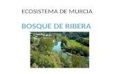 ECOSISTEMA DE MURCIA. Los bosques de ribera son bosques caducifolios que crecen a ambos lados de los cursos fluviales sobre suelos que, a partir de una.