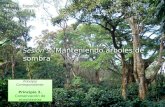 ©2009 Rainforest Alliance Sesión 5: Manteniendo árboles de sombra Idioma: Español Versión: 2011 Principio Correspondiente: Principio 2. Conservación de.