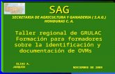 SAG SECRETARIA DE AGRICULTURA Y GANADERIA ( S.A.G.) HONDURAS C. A. Taller regional de GRULAC Formación para formadores sobre la identificación y documentación.