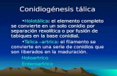 Conidiogénesis tálica Holotálica: el elemento completo se convierte en un solo conidio por separación rexolítica o por fusión de tabiques en la base conidial.