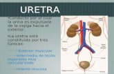 URETRA Conducto por el cual la orina es expulsada de la vejiga hacia el exterior. La uretra está constituida por tres túnicas: - Exterior muscular -Intermedia.