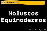BIOLOGIA Moluscos Equinodermos Módulo 27 – Página 11 à 19.