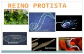 REINO PROTISTA características gerais REINO PROTISTA clorófita tripanossomo giárdia plasmódio paramecium diatomáceas plasmódio