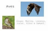 Aves Grupo: Marina, Lorenzo, Lucas, Vítor e Samuel.