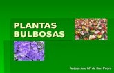 PLANTAS BULBOSAS