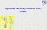 Organizacion Estructural y Funcional del sistema Nervioso