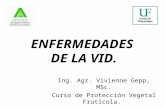 ENFERMEDADES DE LA VID. Ing. Agr. Vivienne Gepp, MSc. Curso de Protección Vegetal Frutícola. Año 2004.