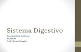 Sistema Digestivo Buenaventura Quiñones BIOLOGIA Prof. Miguel Morales.