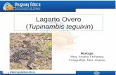 Lagarto Overo (Tupinambis teguixin) Biología Mtra. Andrea Etchartea Fotografías: Bea Grasso.