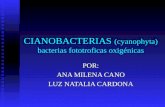 CIANOBACTERIAS (cyanophyta) bacterias fototroficas oxigénicas POR: ANA MILENA CANO LUZ NATALIA CARDONA.