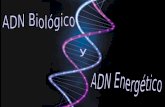 El ADN o ácido desoxirribonucleico funciona como un almacén que contiene toda la información del material genético presente en los seres vivos.