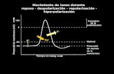 Na + K+K+ K+K+ Movimiento de iones durante reposo - despolarización – repolarización - hiperpolarización.