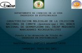 CARACTERIZACION MOLECULAR DE LA COLECCION NACIONAL DE CAMOTE (Ipomoea spp.) DEL BANCO NACIONAL DE GERMOPLASMA DEL INIAP MEDIANTE MARCADORES MICROSATELITES.