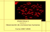 PRÁCTICA 5 Sesión 2 Observación de cromosomas humanos Curso 2007-2008.
