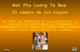 Wat Pha Luang Ta Bua El templo de los tigres En 1999, los habitantes de un pueblecito de la provincia de Kanchanaburi en Thailandia encontraron en el bosque.
