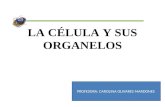 LA CÉLULA Y SUS ORGANELOS PROFESORA: CAROLINA OLIVARES MARDONES.