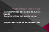 Presentacion Bacteriologia Morfologia Colonial EQ6